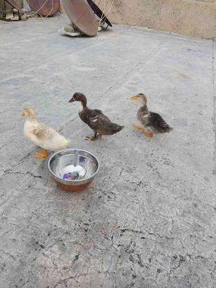 سه تا جو جه اردک سه ماهه در گروه خرید و فروش ورزش فرهنگ فراغت در البرز در شیپور-عکس1