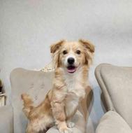 سگ اشپیتز 9 ماهه نر واگذار