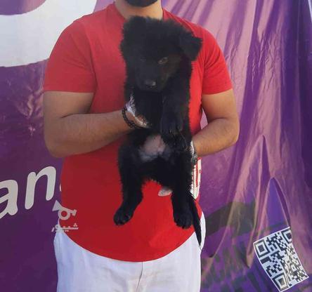 واگذاری ژرمن بلک نمونه سیاه سگ ژرمن شپرد در گروه خرید و فروش ورزش فرهنگ فراغت در تهران در شیپور-عکس1