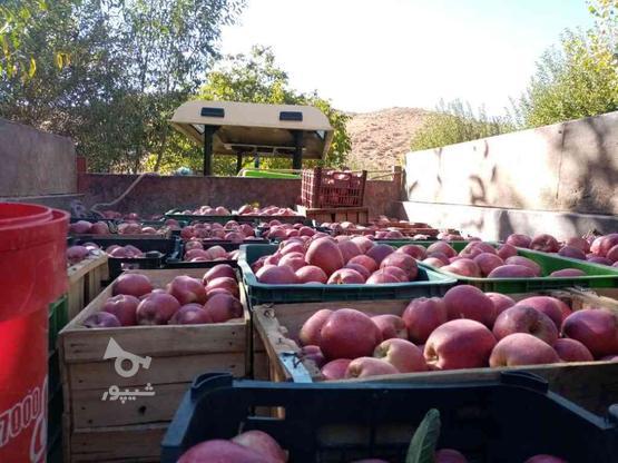 اجاره باغ سیب پربار در گروه خرید و فروش املاک در آذربایجان غربی در شیپور-عکس1