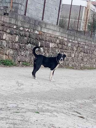 سگ نر گمشده در گروه خرید و فروش خدمات و کسب و کار در مازندران در شیپور-عکس1