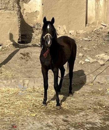 کره اسب نریون در گروه خرید و فروش ورزش فرهنگ فراغت در فارس در شیپور-عکس1