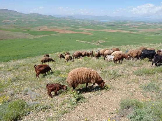 گوسفند نر یا همون کاور نر در گروه خرید و فروش ورزش فرهنگ فراغت در کرمانشاه در شیپور-عکس1