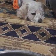 یک سگ شیتزو تریر گمشده