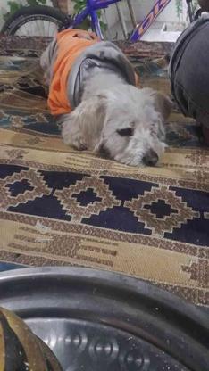 یک سگ شیتزو تریر گمشده در گروه خرید و فروش خدمات و کسب و کار در اصفهان در شیپور-عکس1