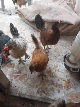 تعداد مرغ محلی تخم گذار تمیز عالی در گروه خرید و فروش ورزش فرهنگ فراغت در گیلان در شیپور-عکس1