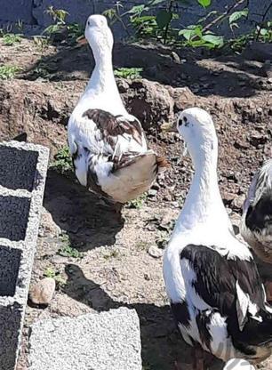 4عدد اردک 2نرو2ماده در گروه خرید و فروش ورزش فرهنگ فراغت در گیلان در شیپور-عکس1