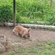 خرگوش لوپی