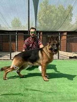 واگذاری سگ راهنمای تک نفره ژرمن شپرد در گروه خرید و فروش ورزش فرهنگ فراغت در فارس در شیپور-عکس1