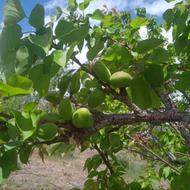 فروش انواع میوه مستقیم از باغ برای صادرات و.‌‌...
