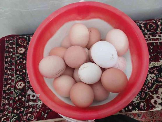 تخم‌ مرغ رسمی در گروه خرید و فروش ورزش فرهنگ فراغت در تهران در شیپور-عکس1