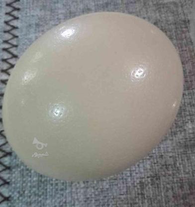 پوسته تخم شتر مرغ در گروه خرید و فروش لوازم خانگی در خراسان رضوی در شیپور-عکس1