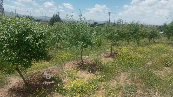باغ میوه جاده بیستون سیابید در گروه خرید و فروش املاک در کرمانشاه در شیپور-عکس1