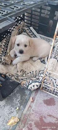 واگذاری سگ پاکوتاه در گروه خرید و فروش ورزش فرهنگ فراغت در خراسان رضوی در شیپور-عکس1