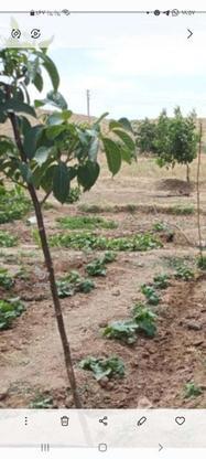 فورش زمین باغی در گروه خرید و فروش املاک در لرستان در شیپور-عکس1