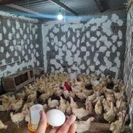 مرغ تخمگذار هلندی جوان یا گشتاری