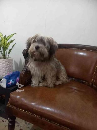 سگ پاکوتاه نر واگذاری در گروه خرید و فروش ورزش فرهنگ فراغت در البرز در شیپور-عکس1