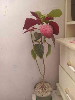 گل برای فروش در گروه خرید و فروش لوازم خانگی در اصفهان در شیپور-عکس1