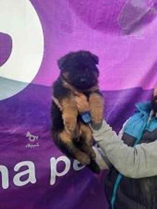 شماره 2 سگ های باهوش ژرمن شپرد در گروه خرید و فروش ورزش فرهنگ فراغت در کرمانشاه در شیپور-عکس1