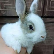 خرگوش خوشگل خونگی