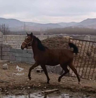 فروش اسب نریان یکسال نیم در گروه خرید و فروش ورزش فرهنگ فراغت در آذربایجان غربی در شیپور-عکس1