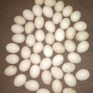 تخم اردک اسرائلی طبیعی تازه