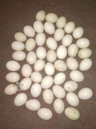 تخم اردک اسرائلی طبیعی تازه در گروه خرید و فروش ورزش فرهنگ فراغت در گیلان در شیپور-عکس1