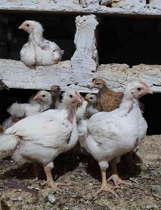 مرغ گوشتی زنده در گروه خرید و فروش ورزش فرهنگ فراغت در خراسان رضوی در شیپور-عکس1