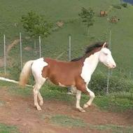 اسب ابلغ جوان یکساله
