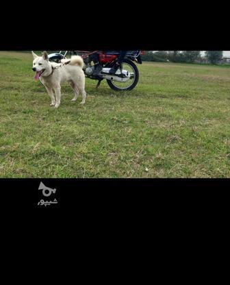 سگ هاسکی هیفده ماهه واگذاری در گروه خرید و فروش ورزش فرهنگ فراغت در گلستان در شیپور-عکس1