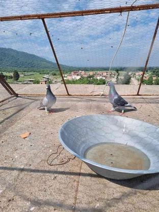 کبوتر مسافتی بلند جان اردن ومتوسط عربستان در گروه خرید و فروش ورزش فرهنگ فراغت در گلستان در شیپور-عکس1