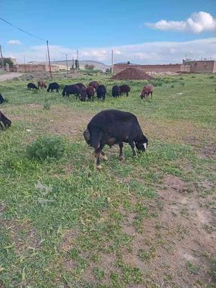 گوسفند قیمت توافقی در گروه خرید و فروش ورزش فرهنگ فراغت در آذربایجان غربی در شیپور-عکس1