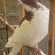 کبوتر شیرازی