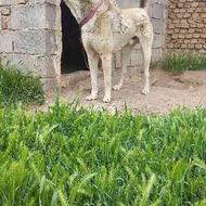 واگزاری سگ عراقی دوسال تازه شده