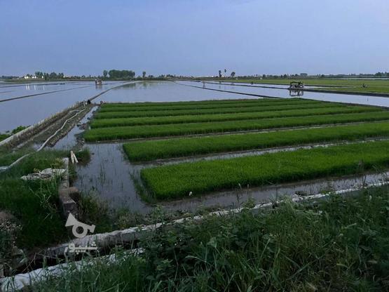 فروش زمین کشاورزی 13000 متر در اناری در گروه خرید و فروش املاک در مازندران در شیپور-عکس1