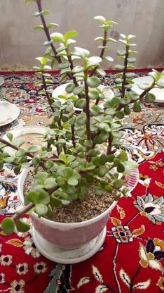 گل های اپارتماتی در گروه خرید و فروش لوازم خانگی در اصفهان در شیپور-عکس1