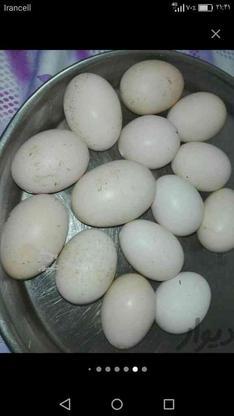 تخم مرغ لاری اصیل در گروه خرید و فروش ورزش فرهنگ فراغت در گلستان در شیپور-عکس1