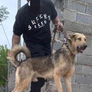 واگذاری سگ سراب پژدر افغان الابای