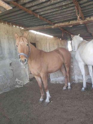 دو عدد اسب سرحال در گروه خرید و فروش ورزش فرهنگ فراغت در البرز در شیپور-عکس1