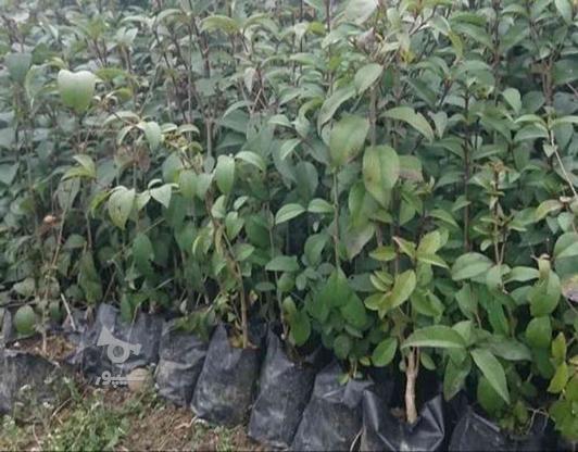 نهال توت فرنگی باکیفیت ارسال به همه جا در گروه خرید و فروش صنعتی، اداری و تجاری در گیلان در شیپور-عکس1