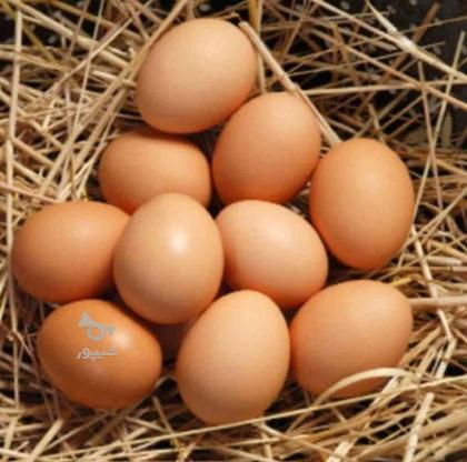 تخم مرغ محلی در گروه خرید و فروش خدمات و کسب و کار در آذربایجان شرقی در شیپور-عکس1