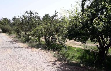 1000 متر باغ سیب 15 ساله در منطقه آبسرد شکوفه ها4