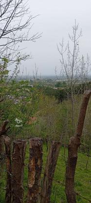 زمین مسکونی در گروه خرید و فروش املاک در گیلان در شیپور-عکس1