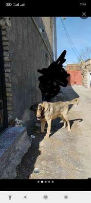 سگ جهت معاوضه در گروه خرید و فروش ورزش فرهنگ فراغت در آذربایجان غربی در شیپور-عکس1