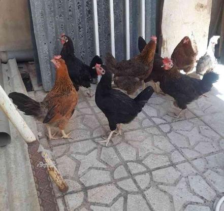 مرغ محلی تخم گزار در گروه خرید و فروش ورزش فرهنگ فراغت در خراسان رضوی در شیپور-عکس1