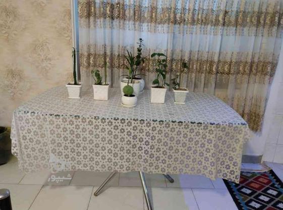 میز نهار خوری 6 نفره در گروه خرید و فروش لوازم خانگی در همدان در شیپور-عکس1
