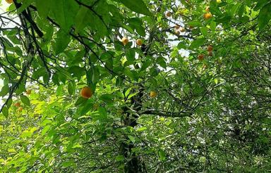 باغ چای و پرتقال
