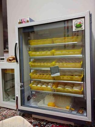 پذیرش تخم نطفه دار شراکتی برای دستگاه جوجه کشی در گروه خرید و فروش ورزش فرهنگ فراغت در مازندران در شیپور-عکس1