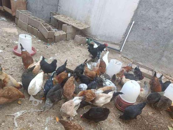 مرغ محلی،جوجه در گروه خرید و فروش ورزش فرهنگ فراغت در بوشهر در شیپور-عکس1