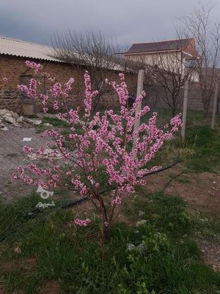 ویلا باغ 500متر در گروه خرید و فروش املاک در آذربایجان شرقی در شیپور-عکس1